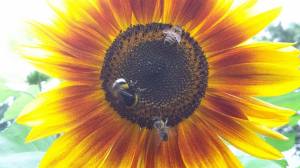 zonnebloem met bijen
